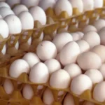 US Praises India’s Democracy on Republic Day Amid Trade Strains