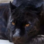 Nargis Fakhri Shares Stem Cell & PRP Recovery Update