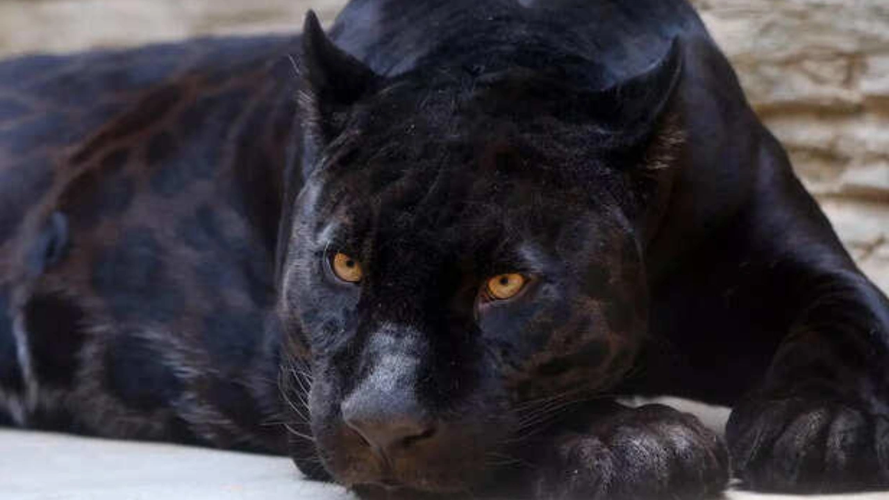 Black panther