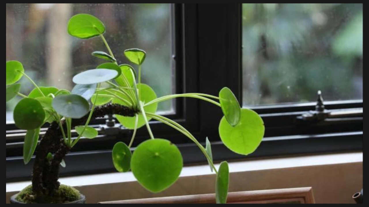 money plant