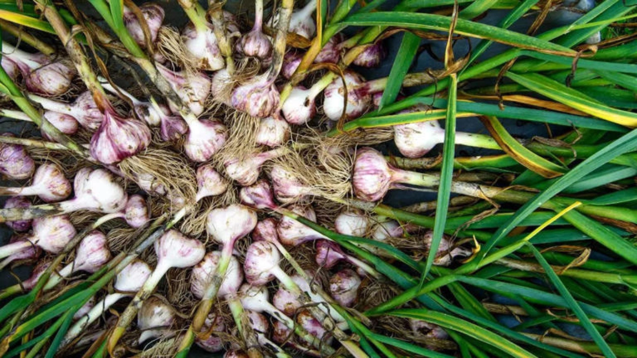 Garlic benefits